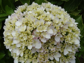 white and pink hydrangea