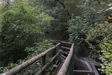 path in forest by Sorgenti del Meschio (nature,wood,green,mountain,travel,natura,alberi,foglie,montagna,sentiero,percorso)