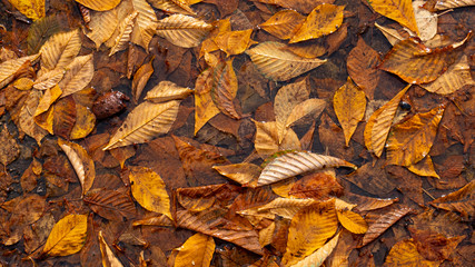 Autumn Leaves Background. Colorful autumn