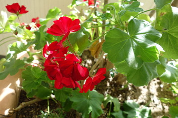 日光に照らされたゼラニウムの花