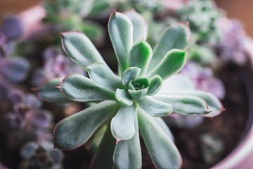 Close up portrait of two type of Echeveria Succulent in a pot. Stylish and simple plants for modern desk.