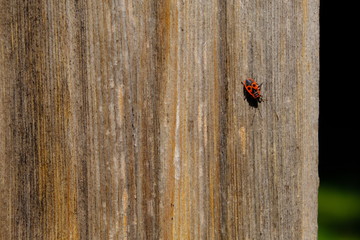 Single firebug on a piece of wood