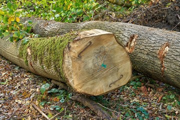 Forestry and logging. Ash tree trunks. Fraxinus excelsior