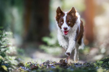 Happy dog border collie jump in forest path. Fast speed run photo of dogs.