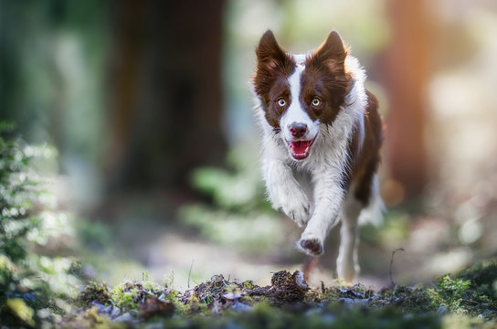 Happy Dog Border Collie Jump In Forest Path. Fast Speed Run Photo Of Dogs.