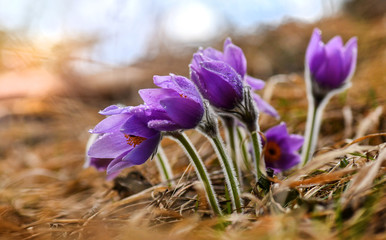 Pasque flowers (Pulsatilla grandis), Beauty spring violet flower blossom.
