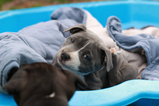 cute young 6 week old Staffordshire terrior pups playing in their family backyard, having fun with their siblings