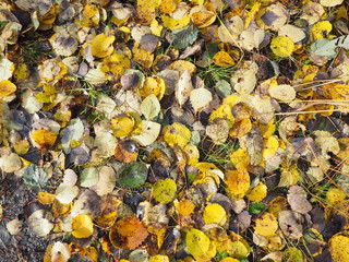 yellow leaves on the ground. background