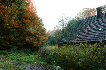 Forest in beautiful autumn colors at sunset.