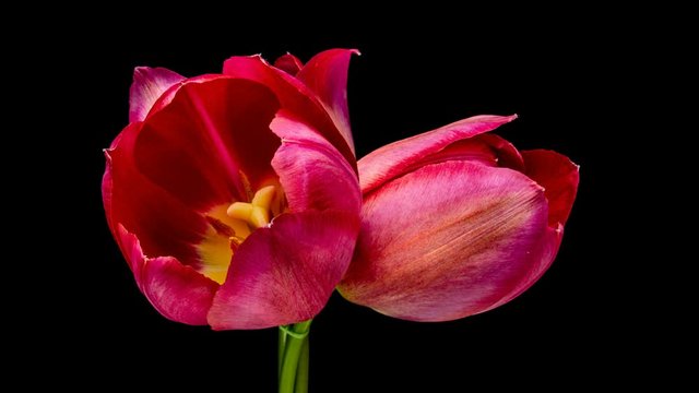 ulips. Timelapse of bright pink striped colorful tulips flower blooming Time lapse tulip bunch of spring flowers opening, close-up. Holiday bouquet. 4K UHD video
