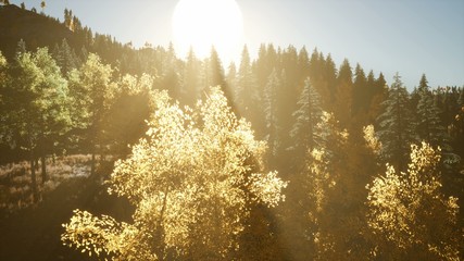 8k Rays of the Sun Make their Way through the Branches