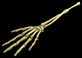 Skeleton Arm Bones