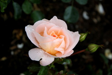 pink rose in the garden