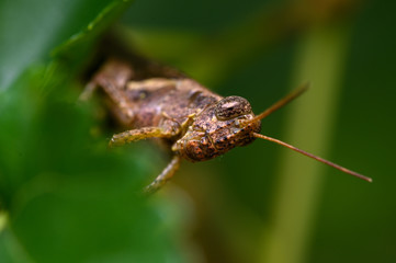 grasshopper on leaf