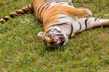 a bengal tiger in a green meadow