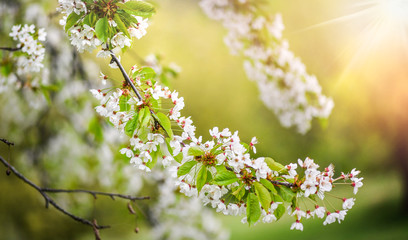 Spring Cherry blossoms, pink and white flowers on fruit tree.