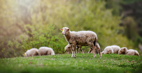 Sheeps group and lambs on a meadow with green grass. Flock of sheep in sun rays spring background.