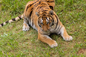 a bengal tiger in a green meadow