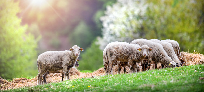 Sheeps group and lambs on a meadow with green grass. Flock of sheep in sun rays spring background.