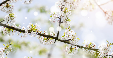 Spring Cherry blossoms. Beautiful nature scene with blooming tree. Amazing flowers orchard and Abstract blurred background. Springtime