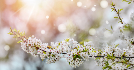 Spring Cherry blossoms. Beautiful nature scene with blooming tree. Amazing flowers orchard and Abstract blurred background. Springtime