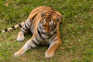 Fototapeta na wymiar a bengal tiger in a green meadow