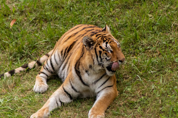 Naklejka na ściany i meble a bengal tiger in a green meadow