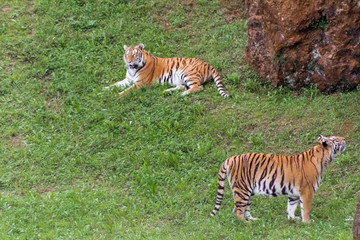 Fototapeta premium a bengal tiger in a green meadow