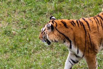 a bengal tiger in a green meadow