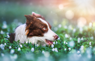 Border collie dog head detail in amazing magic forest. Beautiful brown white dogs looking portrait.