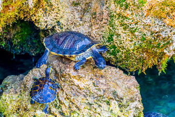 Turtles resting on wet stones