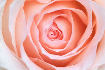 Obraz na płótnie Canvas Pink rose flower close up.