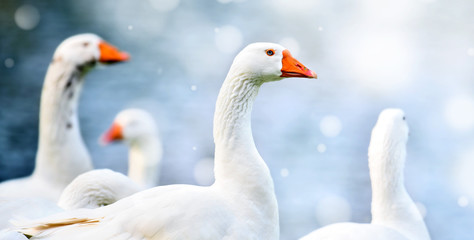 Obraz premium White domestic geese in waterpark. Goose with an orange beaks on beautiful background.