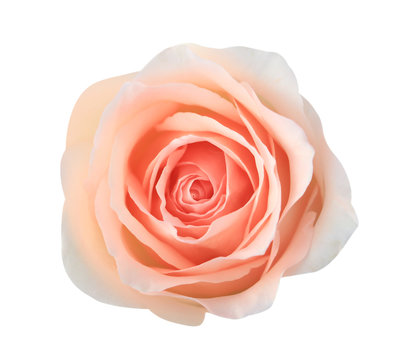 Pink rose flower isolated on white background, soft focus and clipping path.