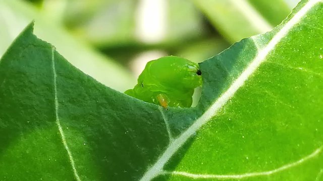 Pest, Green caterpillar  eating Adenium leaf before transform to larva or chrysalis of  Butterfly