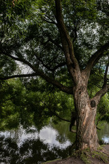 A Big Old Willow Hanging Over The Water. A Vertical Photo Of A Tree In The Park By The Pond On Summer Day.
