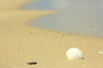 Beautiful shell on sea shore in summer