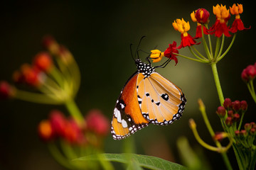 butterfly on a flower