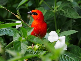 Red Fody bird in natural environment