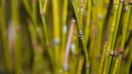 ornamental plants shaped like bamboo but small in size