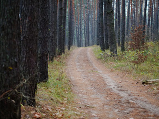 Naklejka premium Pine forest. slender tree trunks in the autumn forest