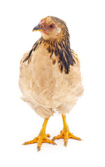 Young brown chicken.