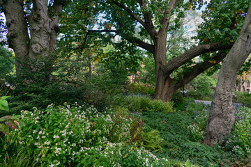 Beautiful Green Trees and Plants at Fort Greene Park in Brooklyn New York