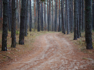 Pine forest. slender tree trunks in the autumn forest