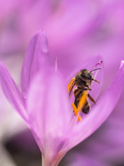 Eine Biene befindet sich zur Bestäubung in der Blüte einer Herbstzeitlosen Colchicum autumnale).