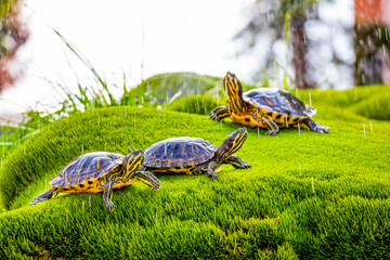 Turtles resting on wet moss