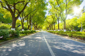 Obraz premium Road in green forest