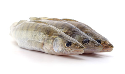 Little fresh perch.