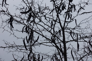 Black spiny branches of Styphnolobium japonicum with dry pods against grey sky in winter