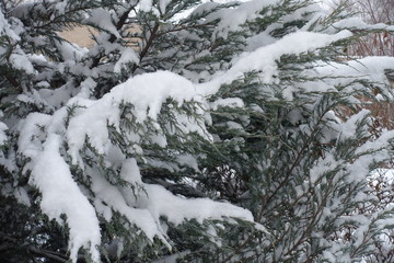 Fototapeta na wymiar Heavy snow on branches of juniper in winter